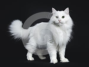 Solid white siberian on black background