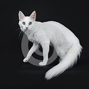 Solid white Turkish Angora cat with green eyes walking side ways isolated on black background looking straight in camera with tail