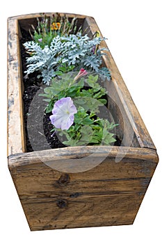 Solid wood design flower box or trough with beautiful flowers growing in well watered soil