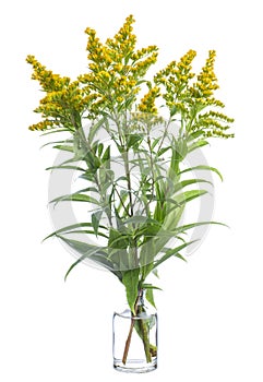 Solidago altissima Canada goldenrod or late goldenrod in a glass vessel on a white background