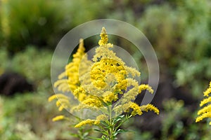 Solidago canadensis