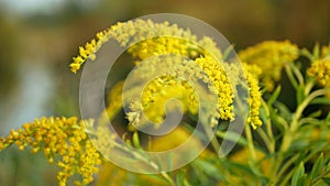 Solidago canadensis Canada goldenrod blossom Canadian yellow detail closeup plant, wild flowers invasive expansive