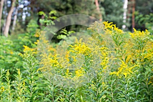 Solidago canadensis, Canada goldenrod flowers closeup selective focus