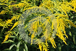 Solidago canadensis Canada goldenrod yellow flowers