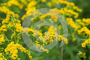 Solidago canadensis, Canada goldenrod yellow flowers closeup selective focus