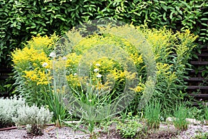 Solidago canadensis, known as Canada goldenrod
