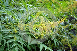 Solidago, commonly called goldenrods, is a genus of about 100 to 120 species of flowering plants