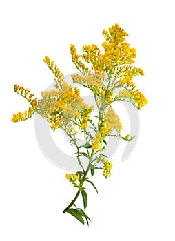 Solidago, commonly called goldenrods. Isolated. photo