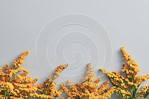 Solidago flower on pastel background