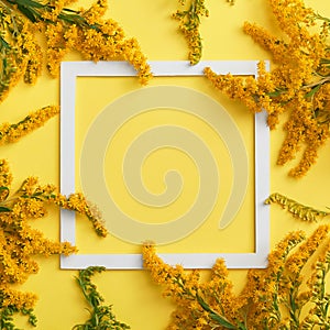 Solidago flower on pastel background with white square frame
