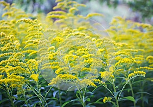 Solidago gigantea or Goldenrod plant.