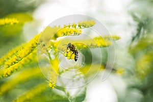 Solidago, goldenrod yellow flowers in summer. Lonely bee sits on a yellow flowering goldenrod and collects nectar