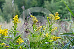 Solidago plants with flowers