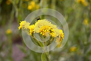 Solidago rigida with yellow flowers flowers photo