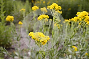 Solidago rigida with yellow flowers flowers photo