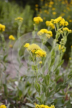 Solidago rigida with yellow flowers flowers photo