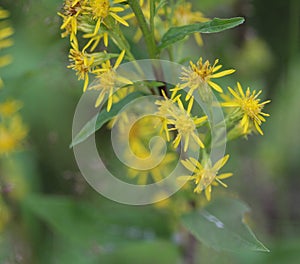 Solidago virgaurea, common called European goldenrod or woundwort