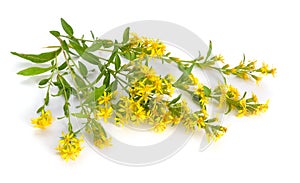 Solidago virgaurea or European goldenrod or woundwort. Isolated photo