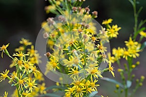 Solidago virgaurea, European goldenrod yellow flowers closeup selective focus