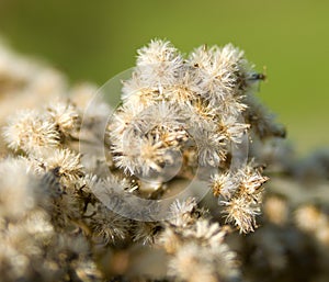 Solidago virgaurea L.