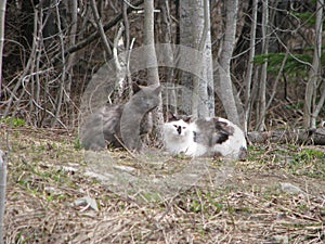 Solidary stray cats abandoned in abandoned forest