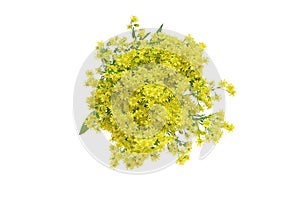 Solidaster in a white background