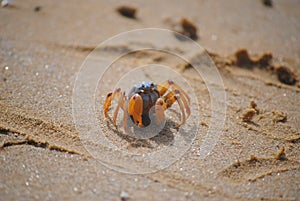 Solider Crab (Mictyris longicarpus) photo
