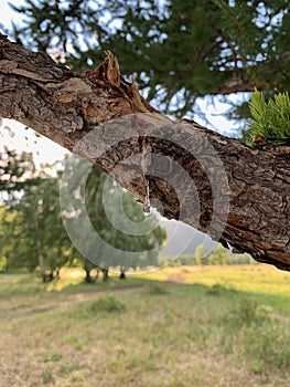 Solidified drop of tar. A close up of a tree
