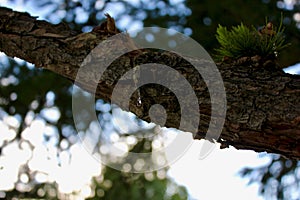 Solidified drop of tar. A close up of a tree