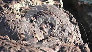 Solidified Igneous Lava Rock