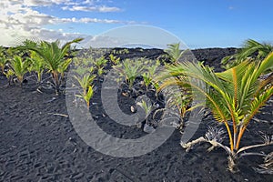 Black sands found in Pahoa on the big island of Hawaii photo