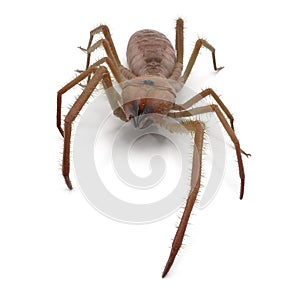 Solifugae or Camel Spider with Fur Isolated on White Background 3D Illustration