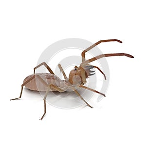 Solifugae or Camel Spider with Fur Isolated on White Background 3D Illustration photo