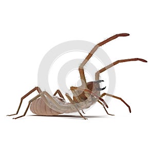 Solifugae or Camel Spider with Fur Isolated on White Background 3D Illustration