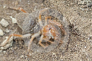 Solifugae is an order of animals in the class Arachnida known variously as camel spiders, wind scorpions, sun spiders