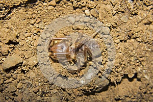 Solifuge or Rhagodes sp. Phaltan, Maharashtra, India
