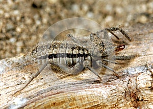 Solifugid