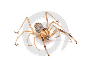 Solifugid or Sun Spider