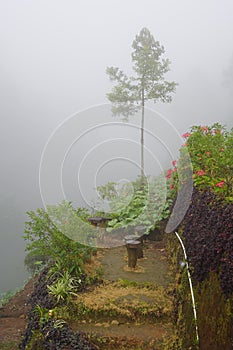 Solitair Tree in the mist