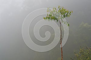 Solitair Tree in the mist