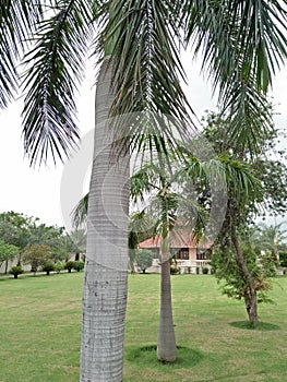 THE SOLITAIRE PALM OR PTYCHOSPERMA ELGANS