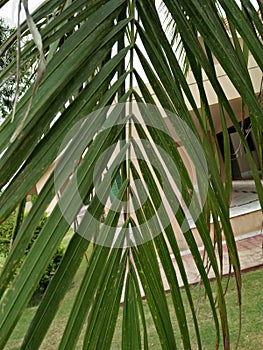 THE SOLITAIRE PALM OR PTYCHOSPERMA ELGANS