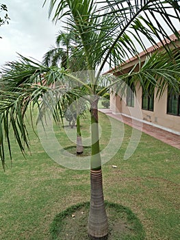 THE SOLITAIRE PALM OR PTYCHOSPERMA ELGANS
