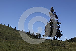 Solitaire tree in Alps photo