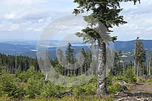 Solitaire tree in the forest