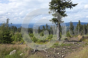 Solitaire tree in the forest