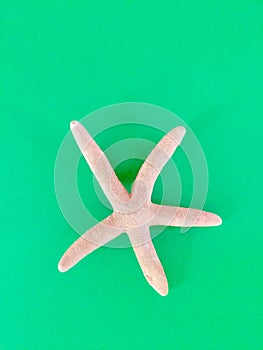 Solitari starfish photo