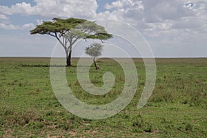 Solitary acacia tree