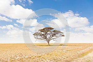 Solitary acacia tree in African savana plain in Kenya.