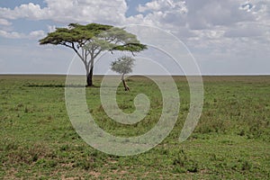 Solitary acacia tree photo